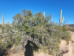 Pleradenophora bilocularis