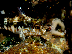 Parablennius intermedius