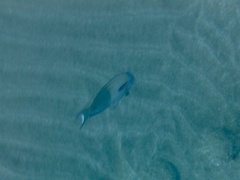 Acanthurus olivaceus