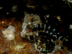 Parablennius intermedius