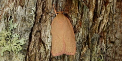 Prionocris