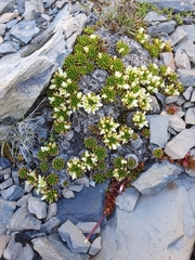 Hectorella caespitosa