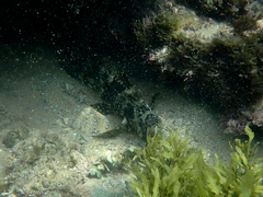 Aplodactylus lophodon