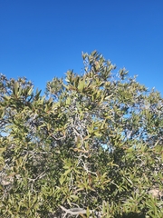 Pleradenophora bilocularis