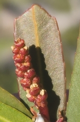 Pleradenophora bilocularis