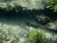 Aplodactylus lophodon