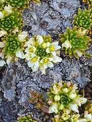 Hectorella caespitosa