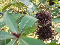 Allamanda