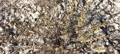 Lippia graveolens