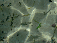 Torquigener pleurogramma