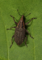 Listronotus frontalis