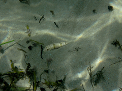 Torquigener pleurogramma