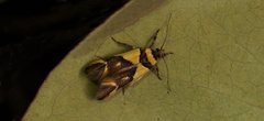 Macrobathra chrysotoxa