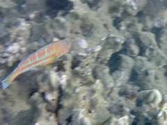 Thalassoma trilobatum