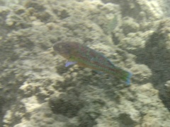 Thalassoma trilobatum