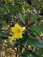Allamanda