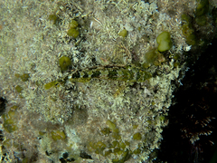 Chironemus marmoratus