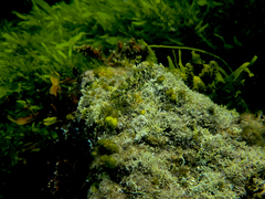 Chironemus marmoratus