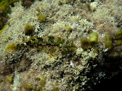 Chironemus marmoratus