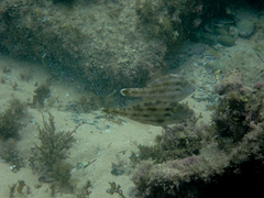 Meuschenia trachylepis