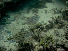 Meuschenia trachylepis