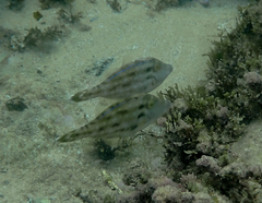 Meuschenia trachylepis