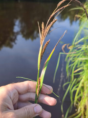 Carex acuta