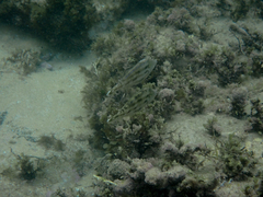 Meuschenia trachylepis