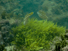 Meuschenia trachylepis