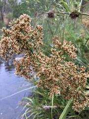 Cladium procerum