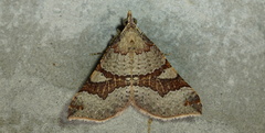 Anachloris uncinata