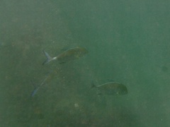 Caranx melampygus
