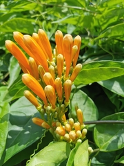 Pyrostegia