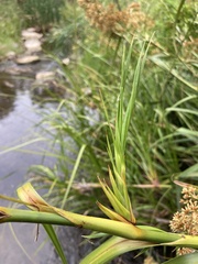 Cladium procerum