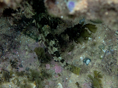 Chironemus marmoratus