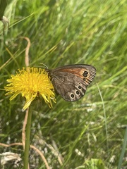 Erebia epipsodea
