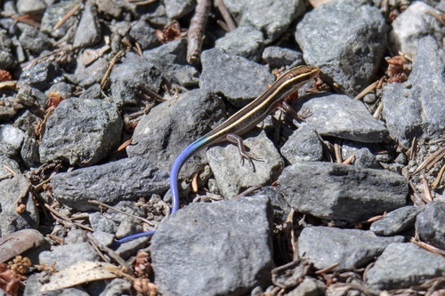 iNaturalist observation photo of Western Skink