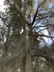 Taxodium mucronatum