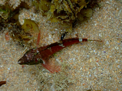 Enneapterygius atrogulare