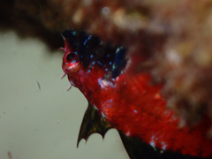 Enneapterygius atrogulare