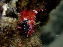 Enneapterygius atrogulare