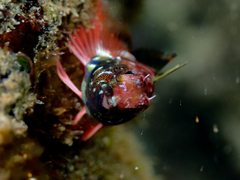 Enneapterygius atrogulare