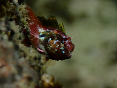 Enneapterygius atrogulare
