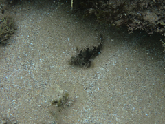Centropogon australis