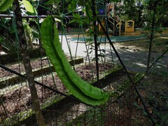 Psophocarpus tetragonolobus