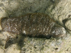 Actinopyga varians