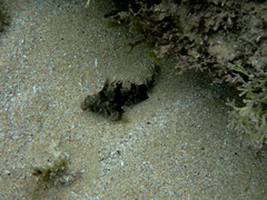 Centropogon australis