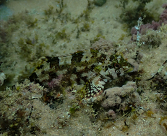 Chironemus marmoratus