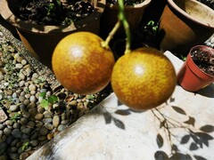 Citrus × microcarpa