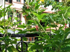 Papilio polytes romulus